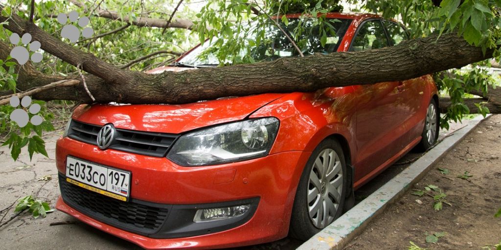 Дерево упало на новое авто